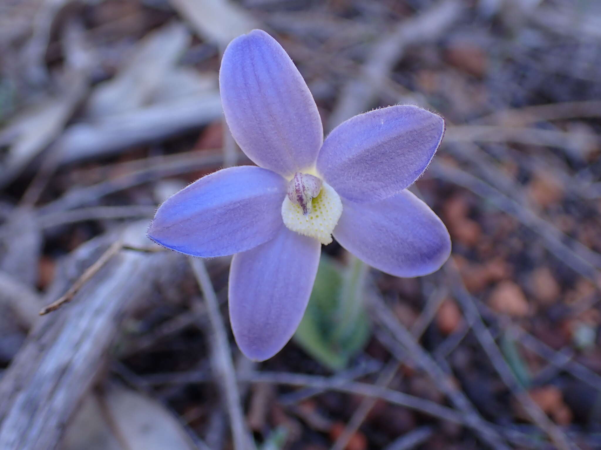 Caladenia gemmata Lindl.的圖片