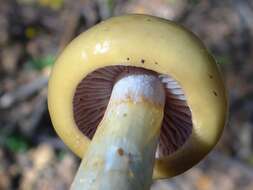 Image of Yellow Fieldcap