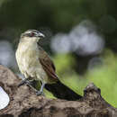 Image of Southern White-browed Coucal