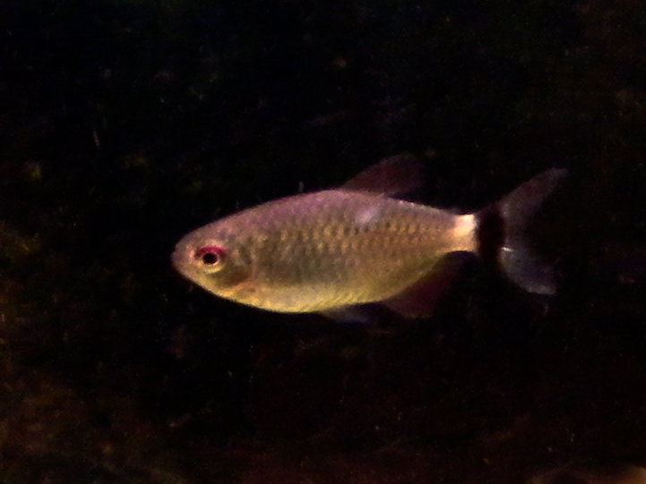 red eye tetra red eye tetra