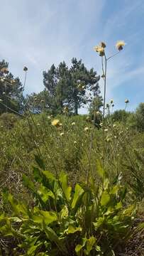 Image of Rhaponticoides africana (Lam.) M. V. Agab. & Greuter