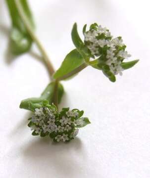 Image of Lewiston cornsalad