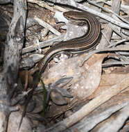 Image of Bold-striped Cool-skink