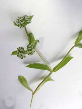 Image of Lewiston cornsalad