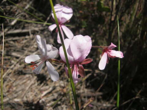 Image of Pelargonium ovale (Burm. fil.) L'Her.