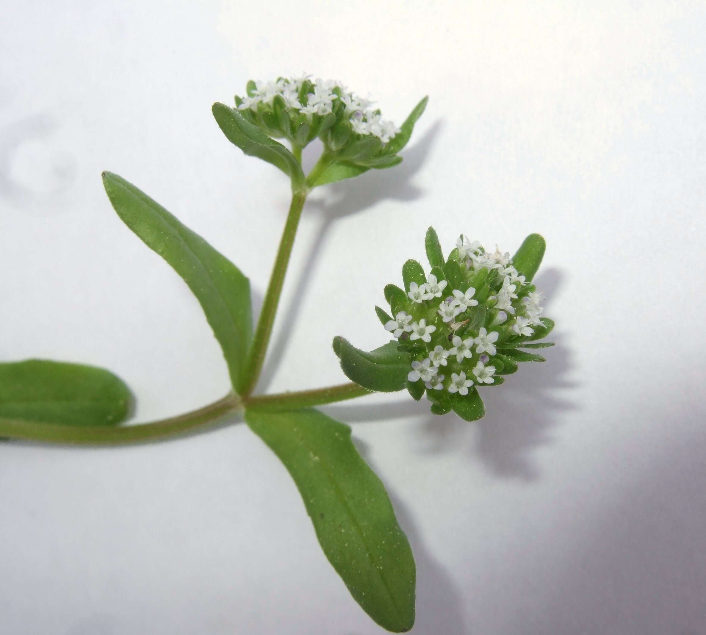 Image of Lewiston cornsalad