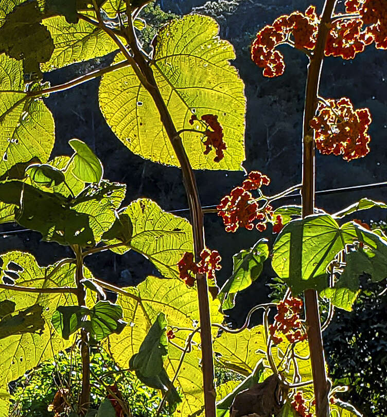 Imagem de Urera caracasana (Jacq.) Griseb.