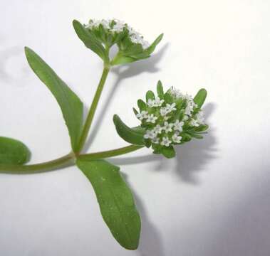 Image of Lewiston cornsalad