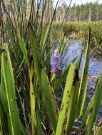 Image of Pontederia cordata var. lancifolia (Muhl.) Morong