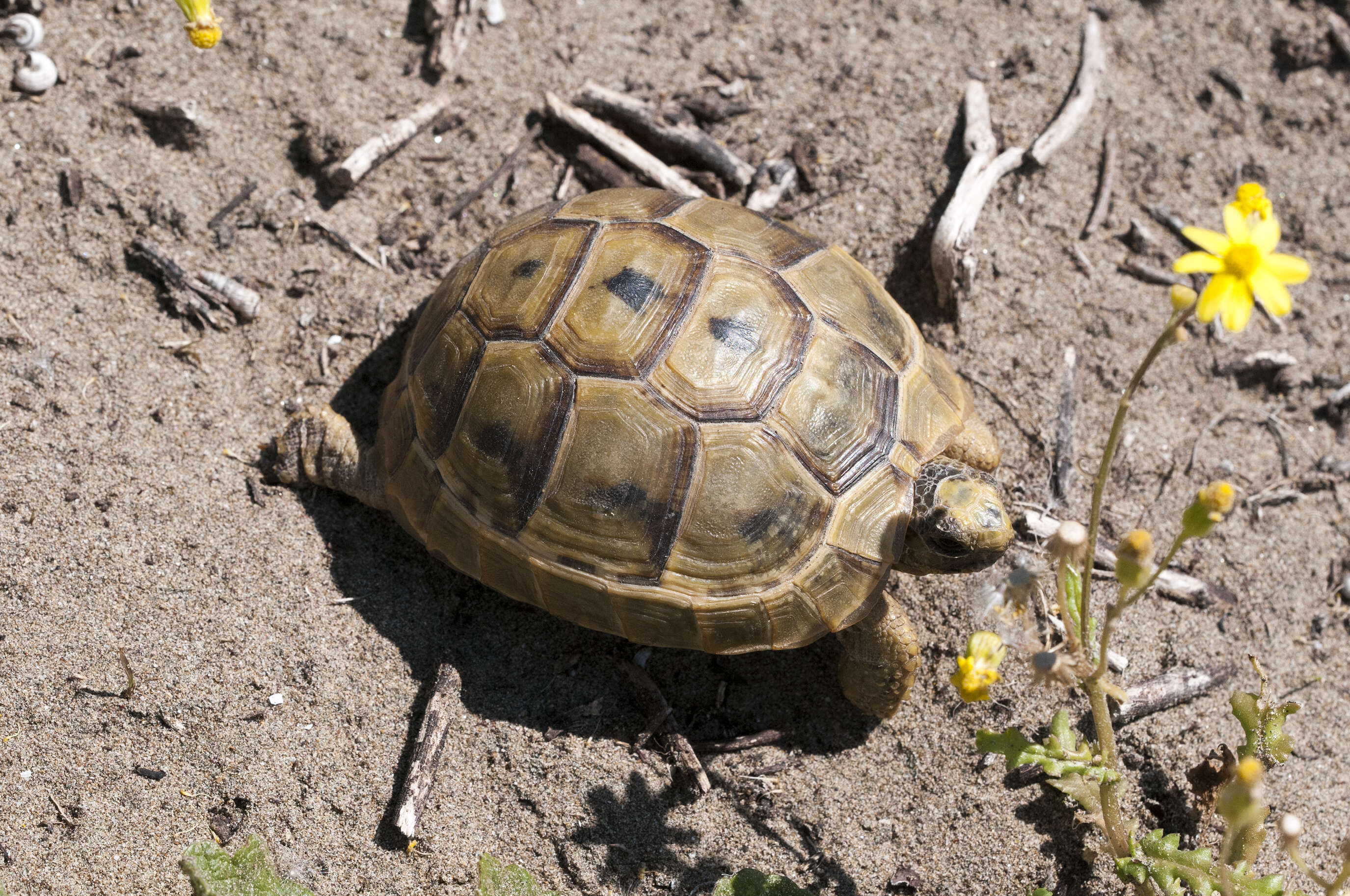 Image of Common Tortoise