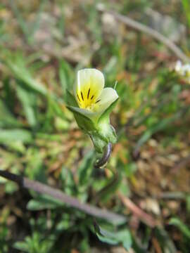 Слика од Viola arvensis Murray