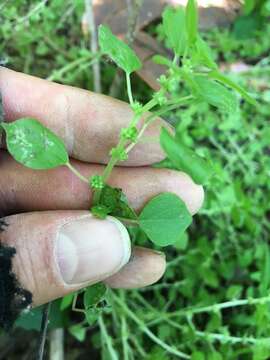 Image of Florida pellitory