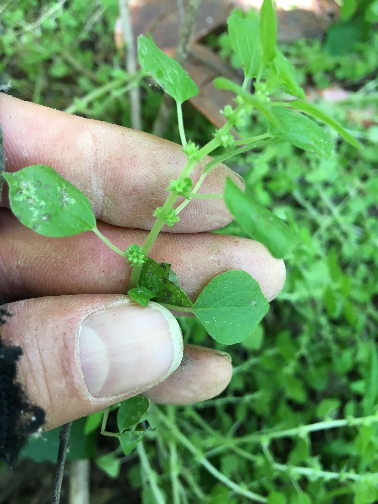 Image of Florida pellitory