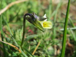 Слика од Viola arvensis Murray