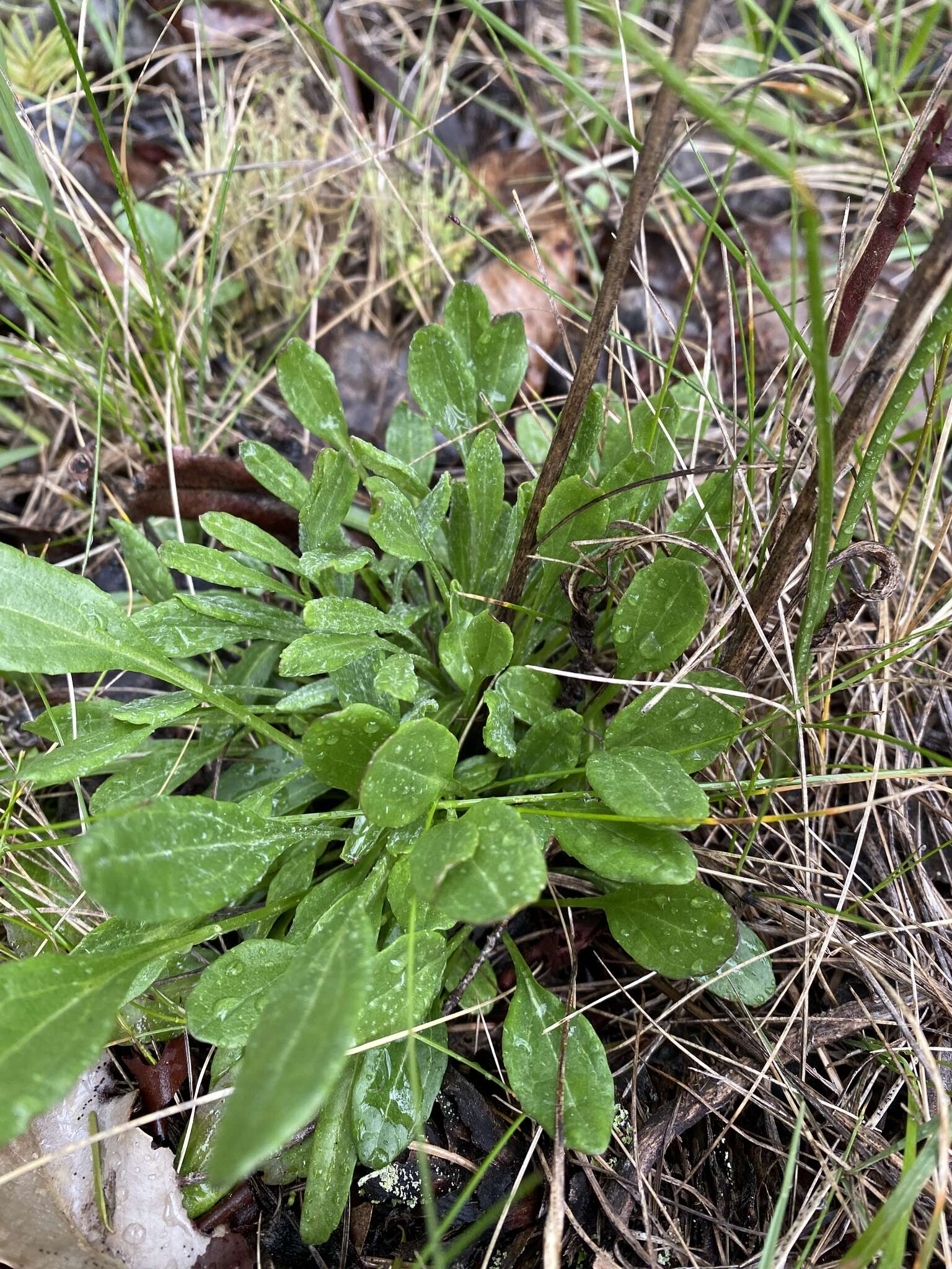 Image of Siskiyou Mountain Groundsel