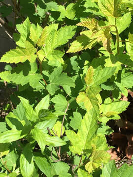 Physocarpus opulifolius (L.) Maxim. resmi