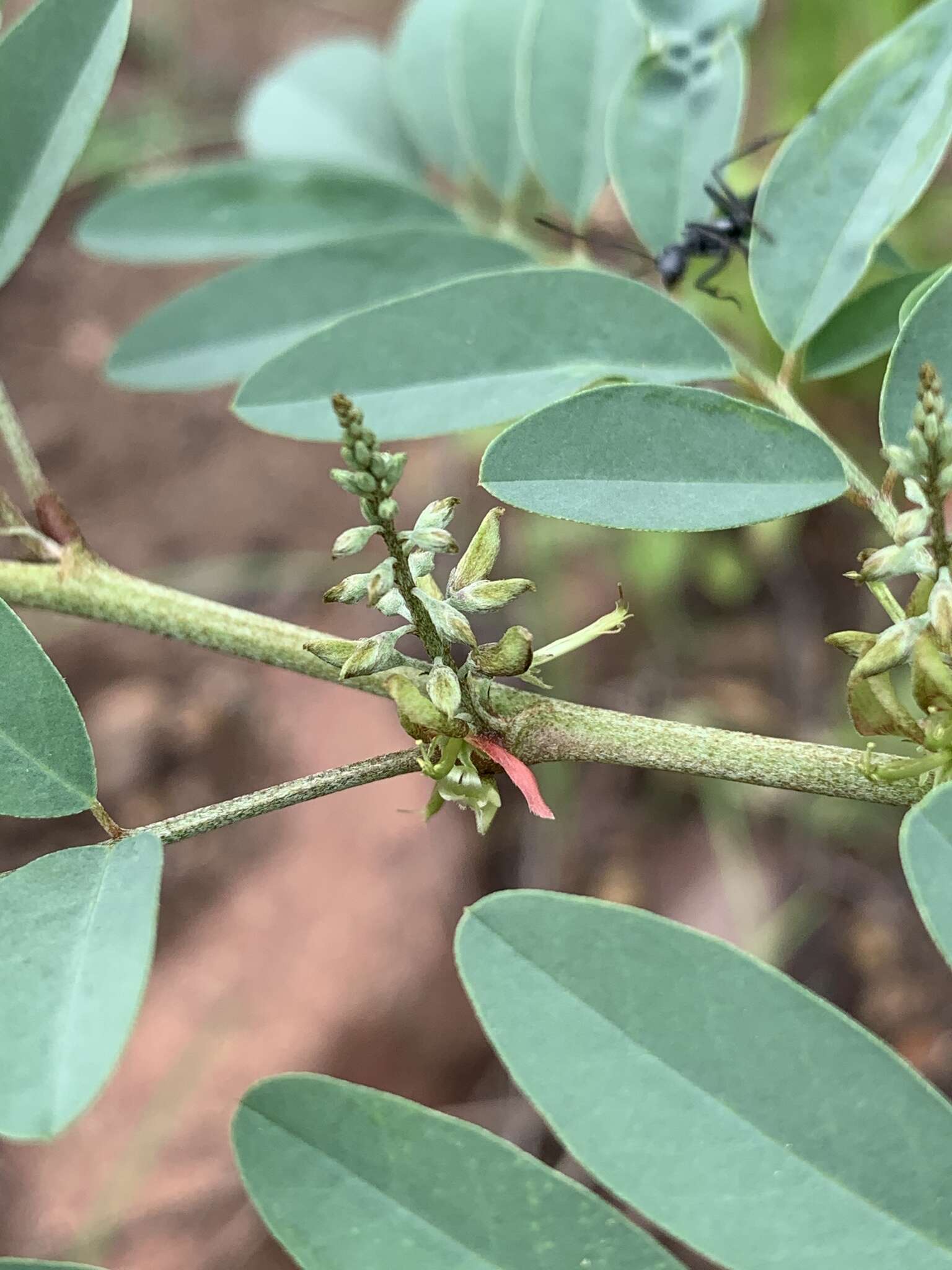 Image of Indigofera tinctoria subsp. arcuata (J. B. Gillett) Schrire