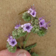 Image of Texan phacelia