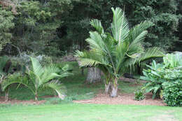 Image of Rhopalostylis baueri (Hook. fil.) H. Wendl. & Drude