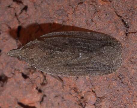 Image of Cixidia (Epiptera) fusca (Walker 1951)