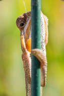 Image of Cape dwarf chameleon