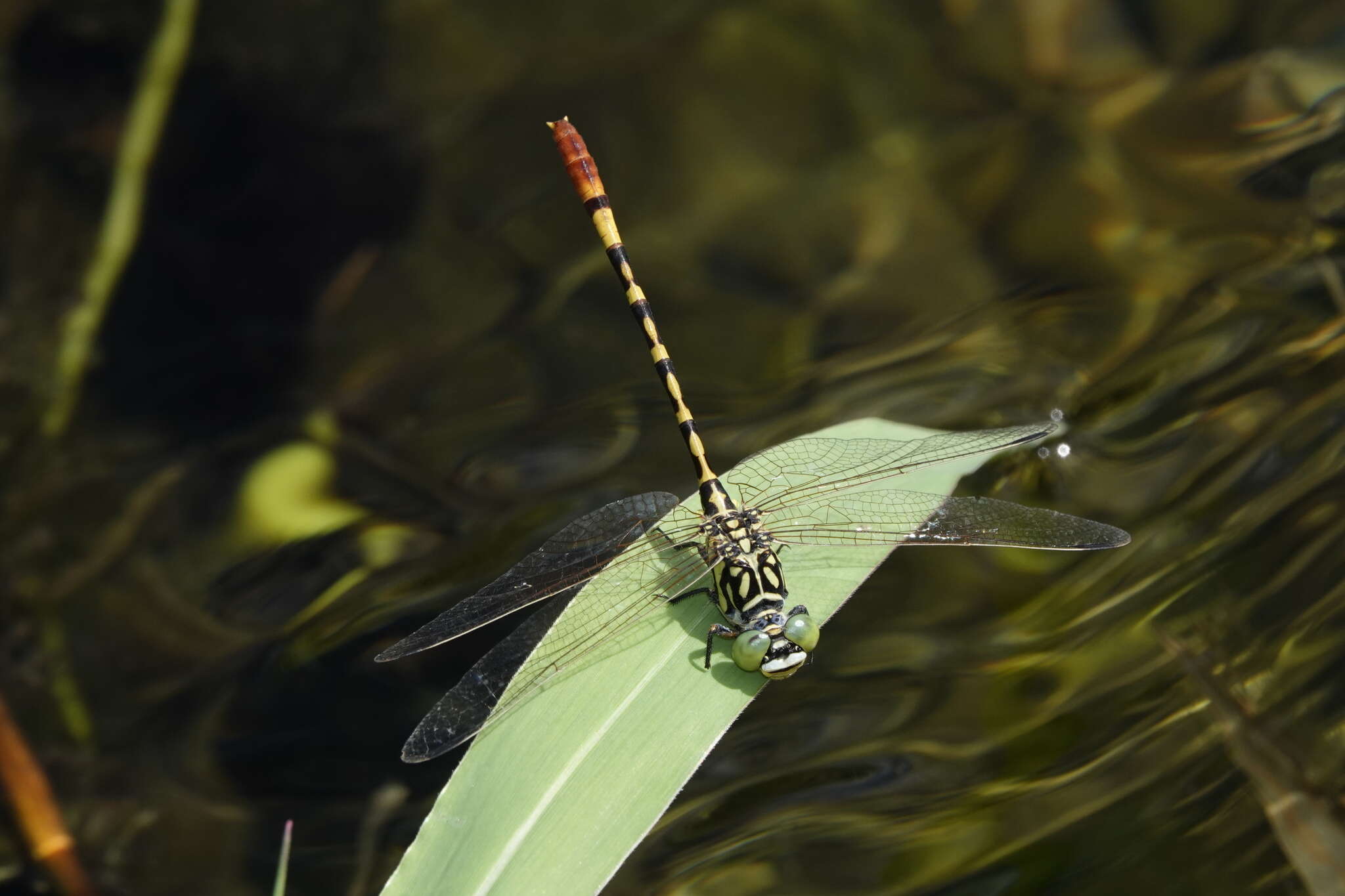 Image of Austroepigomphus turneri (Martin 1901)