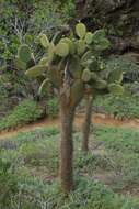 Image of Opuntia megasperma