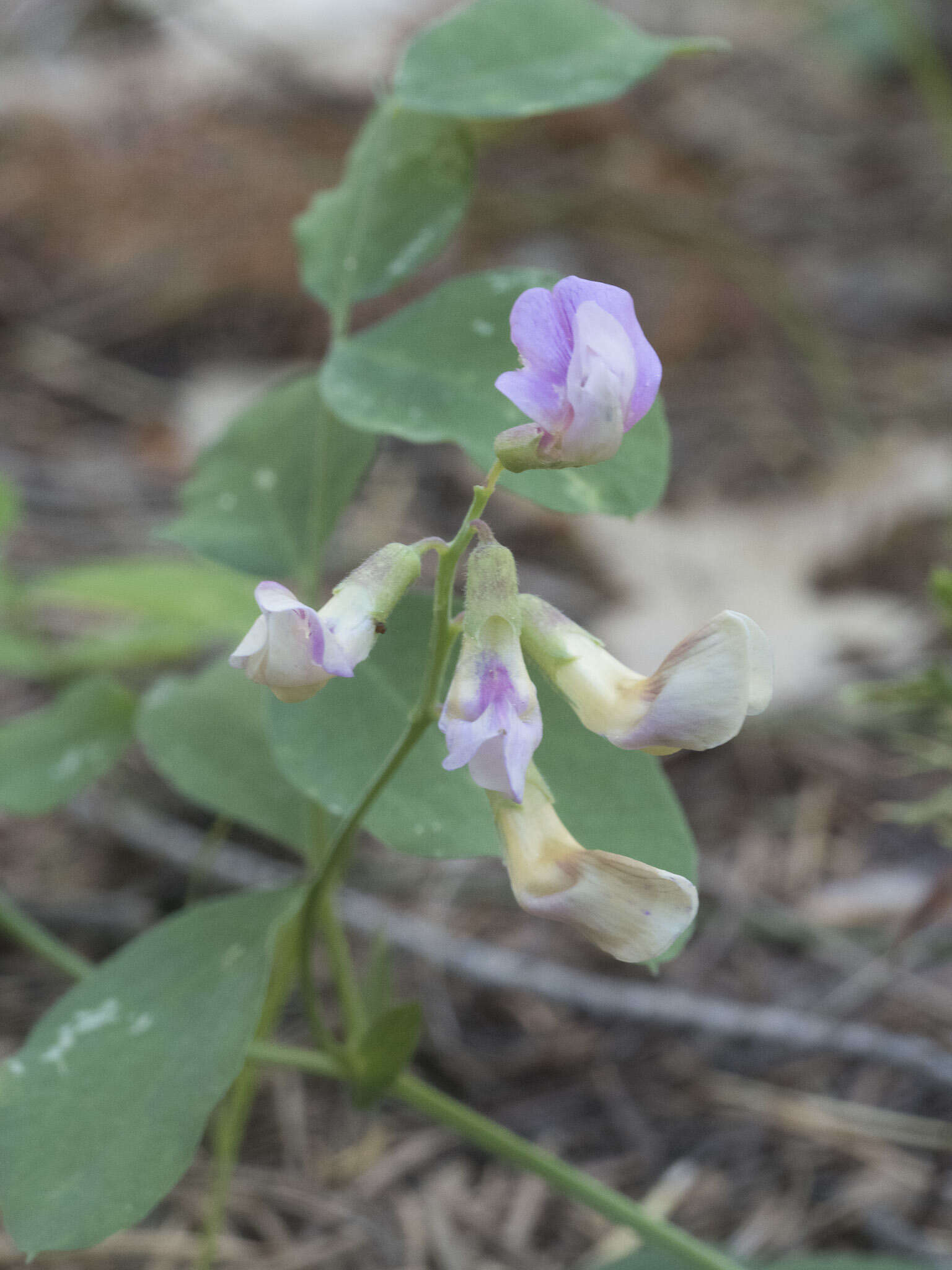 Imagem de Lathyrus nevadensis subsp. nevadensis