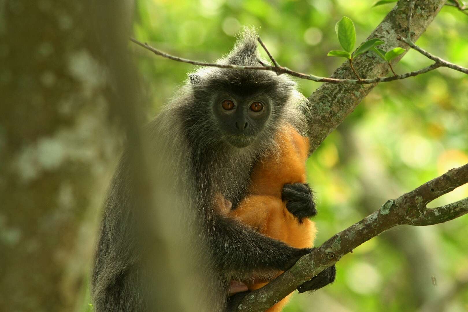 Image of Trachypithecus selangorensis Roos, Nadler & Walter 2008