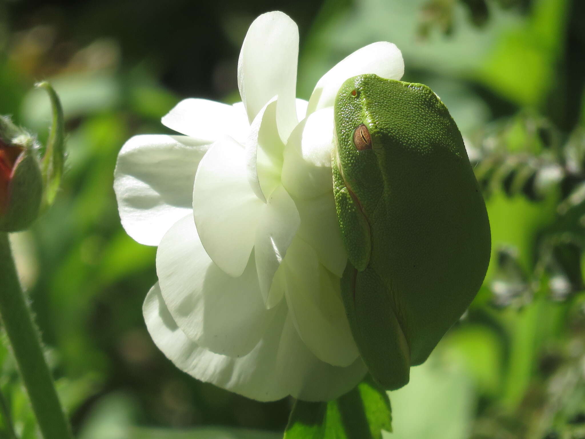 Ranoidea gracilenta (Peters 1869) resmi