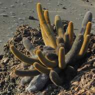 Image of Brachycereus