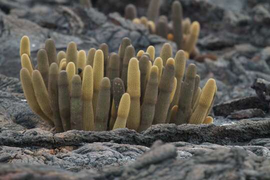 Image of Brachycereus