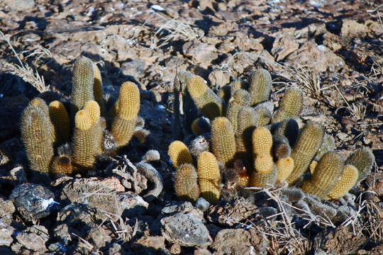 Image of Brachycereus