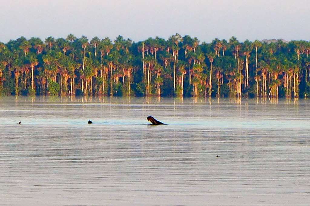 Image of giant otter