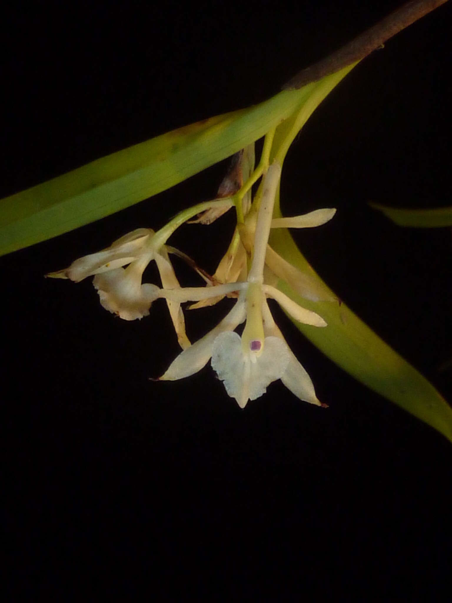 Image of Epidendrum albopropinquum Hágsater & E. Santiago