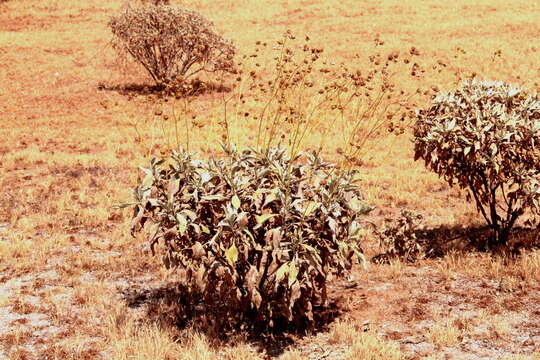 Image of white sage