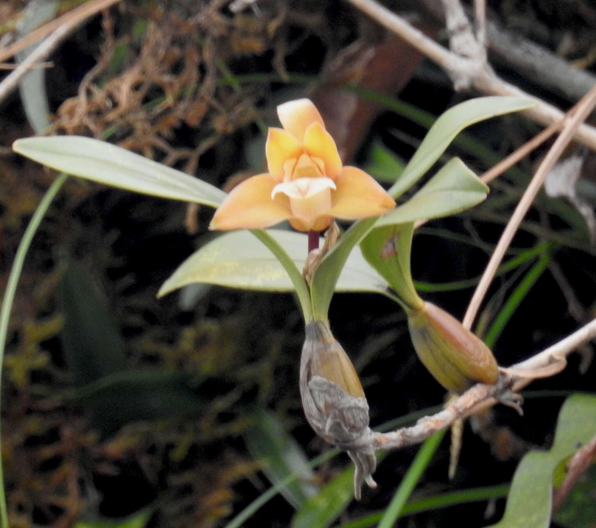 Слика од Dendrobium rotundatum (Lindl.) Hook. fil.