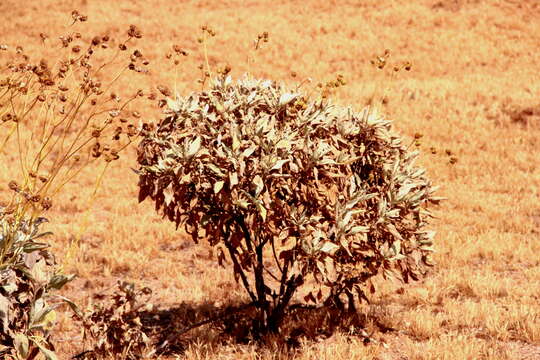 Image of white sage