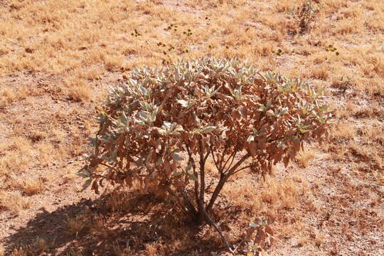 Image of white sage