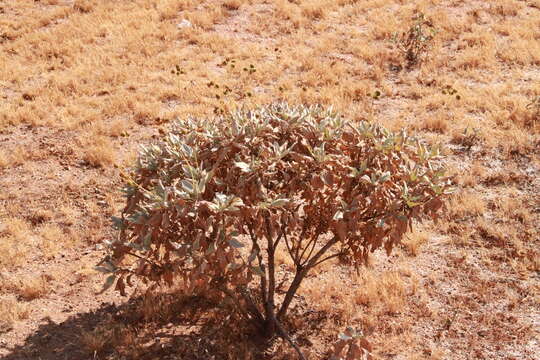 Image of white sage