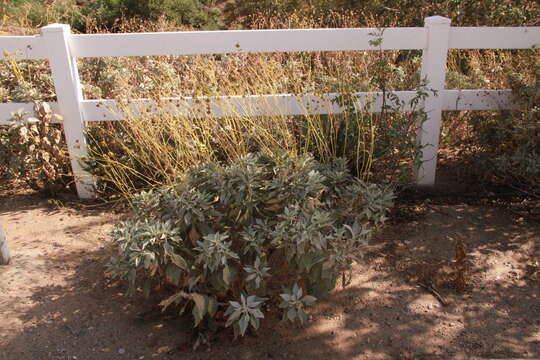 Sivun Encelia farinosa A. Gray ex Torr. kuva