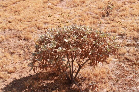 Image of white sage