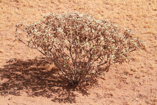 Image of white sage