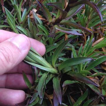 Image of Gentianella foliosa (Kunth) Fabris.