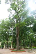 Image of Honduras mahogany