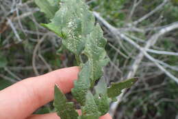 Image of Solanum africanum Dun.
