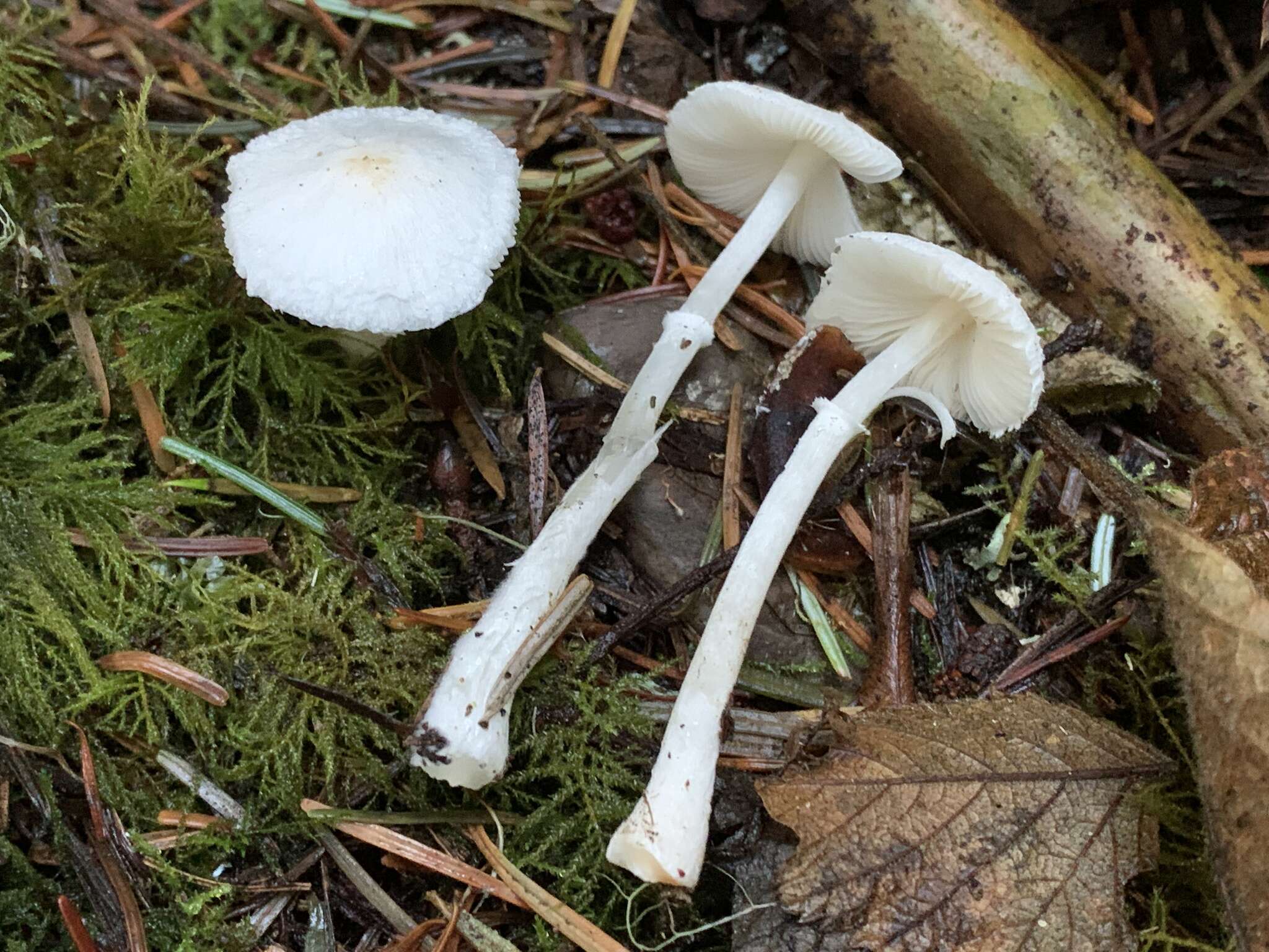 Image of Lepiota sequoiarum Murrill 1912