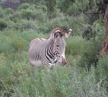 Image of Grevy's Zebra