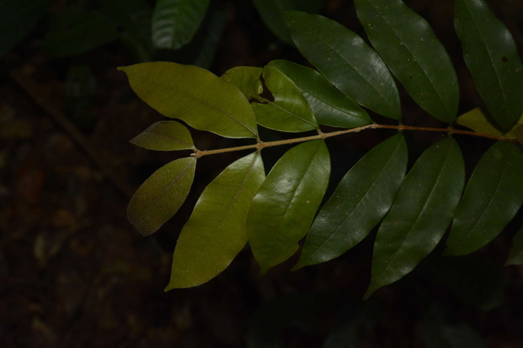 Image de Eugenia aloysii C. J. Saldanha