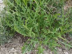 Image of Diplotaxis tenuifolia subsp. cretacea (Kotov) Sobrino Vesperinas